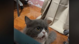 Illustration : En rencontrant un congénère, ce chat silencieux prononce un mot humain (vidéo)