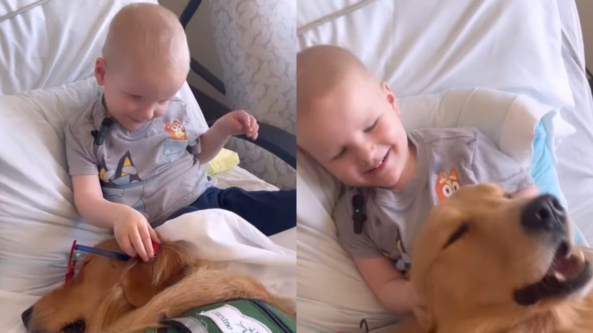 Illustration : "Un enfant de 2 ans atteint d’un cancer retrouve le sourire lorsque son meilleur ami canin lui rend visite à l’hôpital (vidéo)"