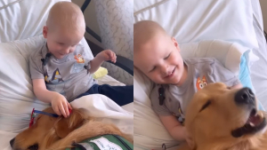 Illustration : "Un enfant de 2 ans atteint d’un cancer retrouve le sourire lorsque son meilleur ami canin lui rend visite à l’hôpital (vidéo)"