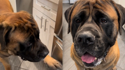 Illustration : Un Mastiff supplie sa maîtresse pour avoir son fromage préféré et elle ne peut pas résister (vidéo)