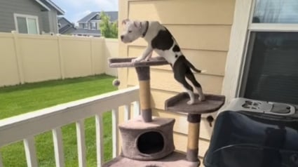 Illustration : Ce chiot Pitbull laisse exprimer son côté félin en découvrant un arbre à chat (vidéo)