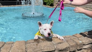 Illustration : Une chienne sourde séduit les visiteurs en plongeant dans une fontaine lors d'un événement d'adoption