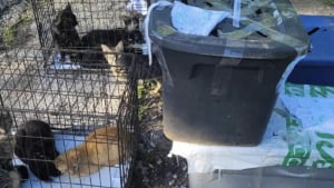 Illustration : Des bénévoles secourent près de 30 chats abandonnés dans des cages et des boîtes en plastique