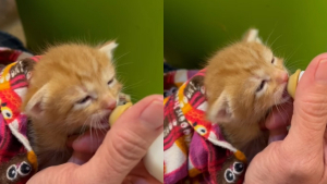 Illustration : "Un petit chaton remue les oreilles de joie lorsqu'il peut enfin manger à sa faim (vidéo)"