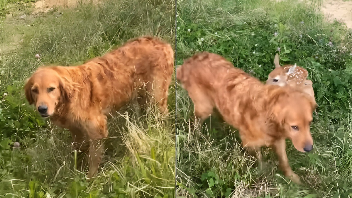 Illustration : "Une chienne surprend sa famille en rentrant joyeusement de sa balade en forêt avec son nouvel ami faon (vidéo)"