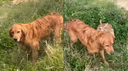 Illustration : Une chienne surprend sa famille en rentrant joyeusement de sa balade en forêt avec son nouvel ami faon (vidéo)