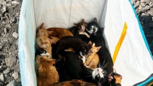 Illustration : L'abandon et le sauvetage de 11 chats et 6 chatons montrent la triste réalité de la période printanière chez les chats