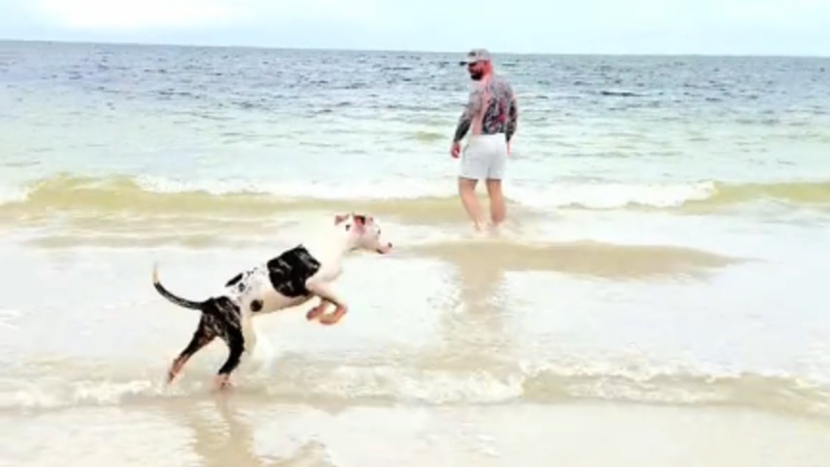 Illustration : "Une chienne errante vient à la rencontre d'un couple de touristes à la plage et décide de s'offrir une nouvelle vie à ses côtés"