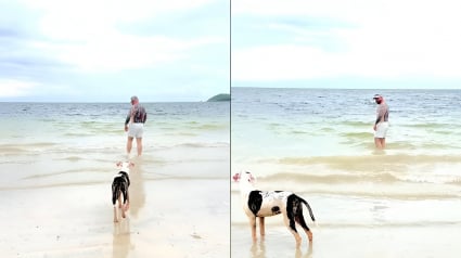 Illustration : Une chienne errante vient à la rencontre d'un couple de touristes à la plage et décide de s'offrir une nouvelle vie à ses côtés