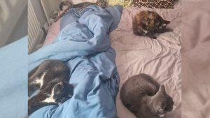 Illustration : "Une femme découvre un quatrième chat endormi avec les siens et partage une histoire touchante d'amitié féline"