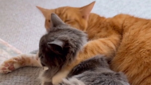 Illustration : "Les 6 signes révélateurs de l'amitié entre chats expliqués par une association dans une vidéo attendrissante"