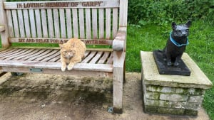 Illustration : "Ce chat roux adore visiter le mémorial d’un célèbre félin de sa ville et assure sans le savoir sa relève"