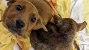 Illustration : Former des binômes de chiens dans les refuges augmente leur bien-être et accélère leur adoption, d'après une nouvelle étude