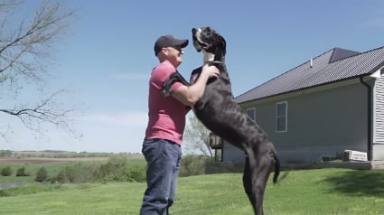 Illustration : Ce Dogue Allemand à la taille record fait son entrée dans le Guinness World Records