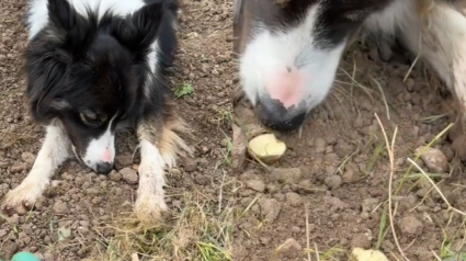 Illustration : Ce Border Collie est un assistant jardinier parfait pour sa maîtresse (vidéo)