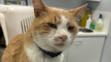 Illustration : Des étudiants se mobilisent pour aider Sylvester, un chat qui leur rendait visite sur le campus avant de tomber malade