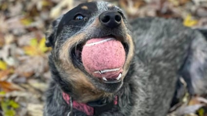 Illustration : Pour rendre hommage à leur chien disparu, un couple offre des balles de tennis roses aux refuges