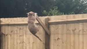 Illustration : "La tentative ratée d'une femme pour empêcher son chat roux de s'échapper avec une clôture inclinée (vidéo)"