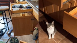 Illustration : Un chat facétieux provoque un chaos domestique, ses propriétaires croient à un cambriolage à leur retour de vacances