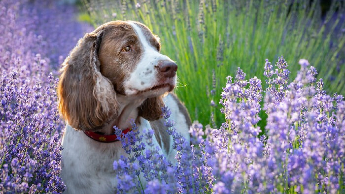 Illustration : "20 photos de chiens sublimées dans des champs de lavande"