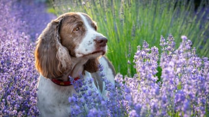 Illustration : 20 photos de chiens sublimées dans des champs de lavande