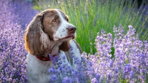 Illustration : 20 photos de chiens sublimées dans des champs de lavande
