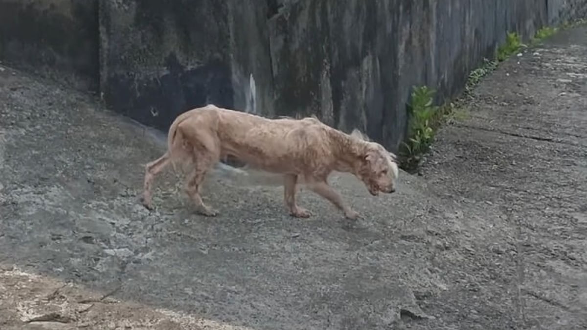 Illustration : "15 photos montrant la surprenante métamorphose de Bobby, le chien sauvé de la rue"