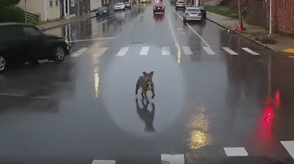 Illustration : Un chauffeur de bus fait un arrêt imprévu pour sauver un chien errant et sauver une famille