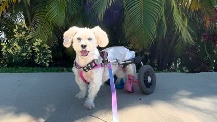 Illustration : D’ordinaire turbulente, une chienne handicapée se fige de trac à l’idée de passer à la télévision en direct (vidéo)