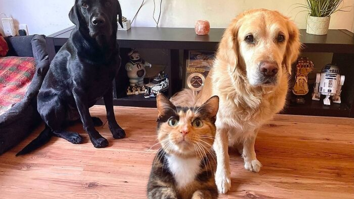 Illustration : "15 photos de chiens et de chats qui vous mettront du baume au cœur"