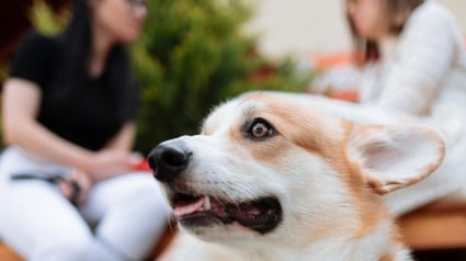 Illustration : La bataille juridique entre une homme une femme qui revendiquent être propriétaire du même chien