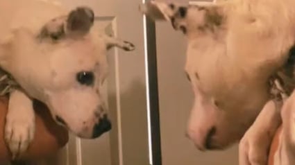 Illustration : Un chien sauvé d'un refuge réagit de manière hilarante en découvrant son reflet pour la première fois (vidéo)