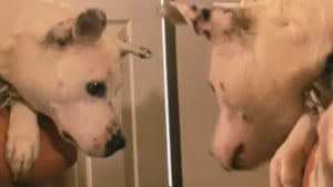 Illustration : Un chien sauvé d'un refuge réagit de manière hilarante en découvrant son reflet pour la première fois (vidéo)