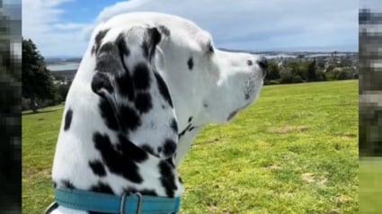 Illustration : Un Dalmatien préfère rester auprès de sa maîtresse au lieu de profiter de la liberté d'un grand pré (vidéo)