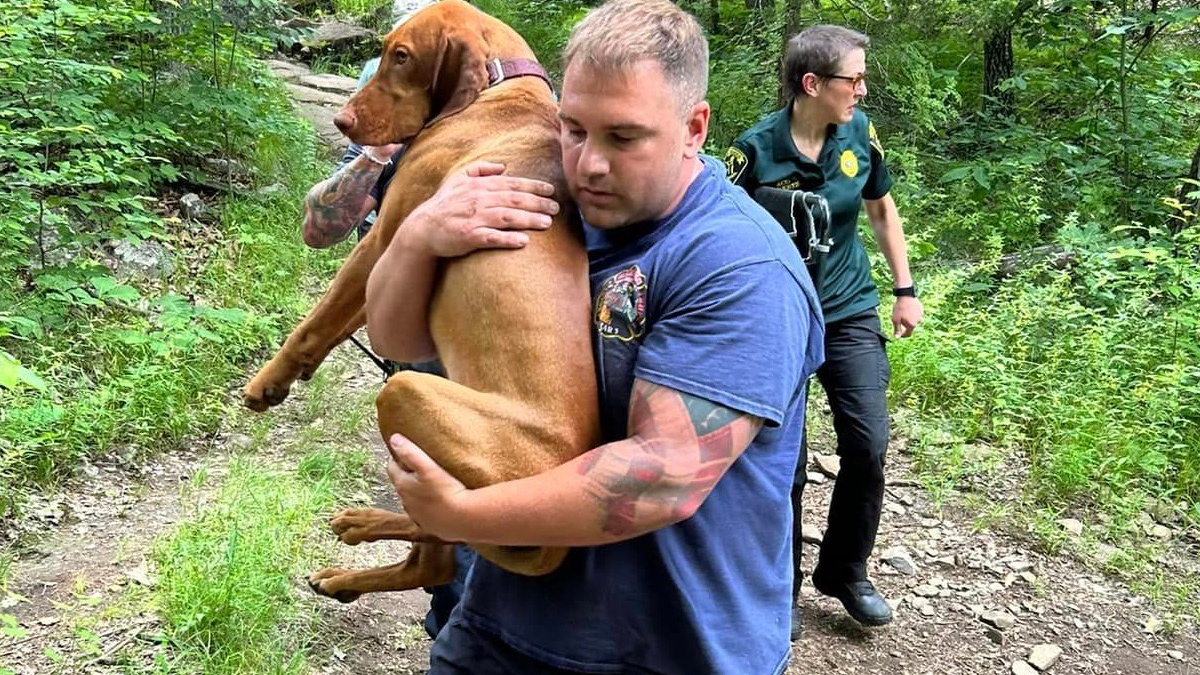 Illustration : "Plusieurs personnes se relaient pour sauver un chien mordu par un serpent venimeux lors d'une randonnée en montagne"