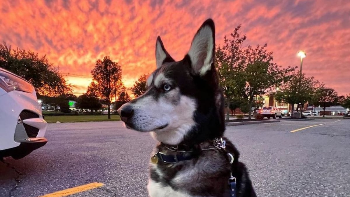 Illustration : "Ce Husky qui s’est toujours senti rejeté retrouve l'amour et la sécurité d'un foyer (vidéo)"