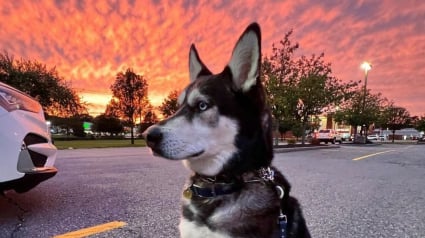 Illustration : Ce Husky qui s’est toujours senti rejeté retrouve l'amour et la sécurité d'un foyer (vidéo)