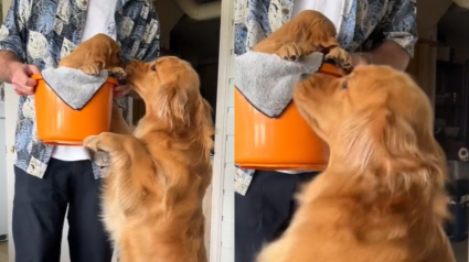 Illustration : La joie communicative de ce Golden Retriever rencontrant sa petite sœur pour la première fois (vidéo)