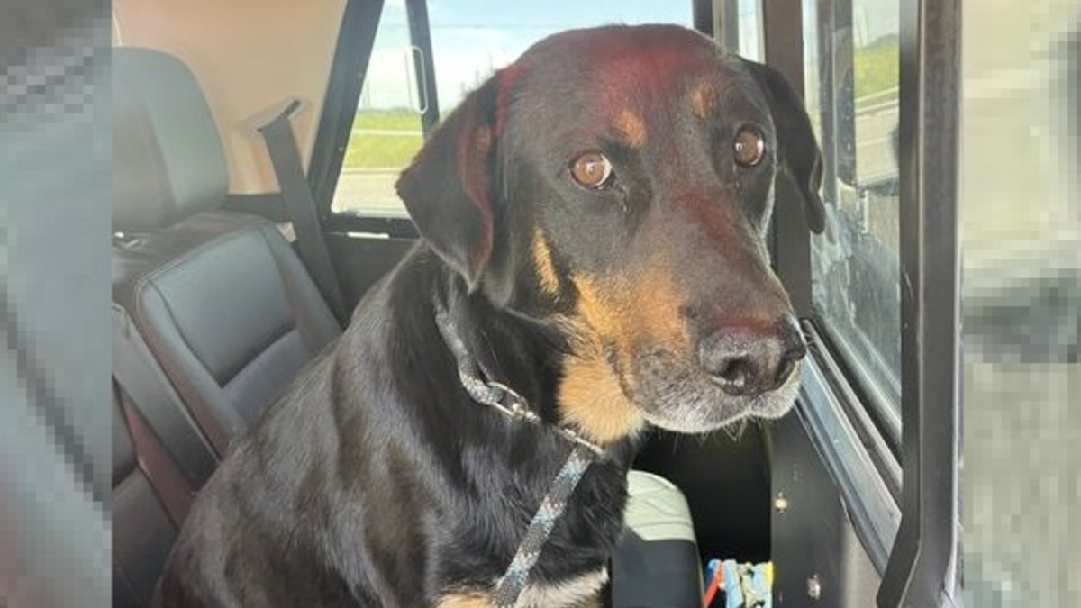 Illustration : "Un chien perdu sur une autoroute au milieu de voitures passant à 120 km/h sauvé par la mobilisation d'automobilistes bienveillants "