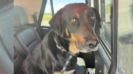 Illustration : Un chien perdu sur une autoroute au milieu de voitures passant à 120 km/h sauvé par la mobilisation d'automobilistes bienveillants 