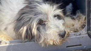 Illustration :  Un chien âgé retrouvé et sauvé d'un destin tragique après trois jours de disparition grâce à un appel de voisin (vidéo)