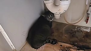 Illustration : "Un chat abandonné par sa famille se cache sous l'évier de la cuisine à l'arrivée de ceux qui vont lui offrir une nouvelle vie"