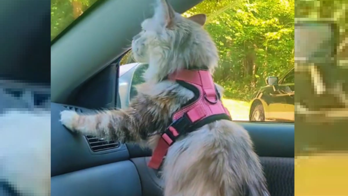 Illustration : "Ce chat excité à l'idée de randonner  adopte une posture de chien dans la voiture (vidéo)"