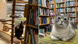 Illustration : "Dans cette librairie, ce sont les chats qui dirigent l’établissement depuis près de 40 ans (vidéo)"