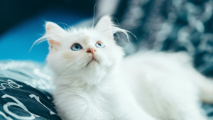 Illustration : 12 prénoms de chats Disney les plus parfaits pour baptiser votre chat