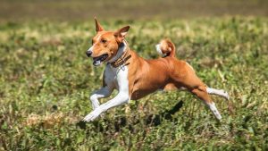 Illustration : 12 races de chiens qui ne muent quasiment pas