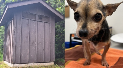 Illustration : Une chienne secourue après avoir été piégée dans une fosse de toilettes publiques retrouve le bonheur grâce à sa famille d'accueil