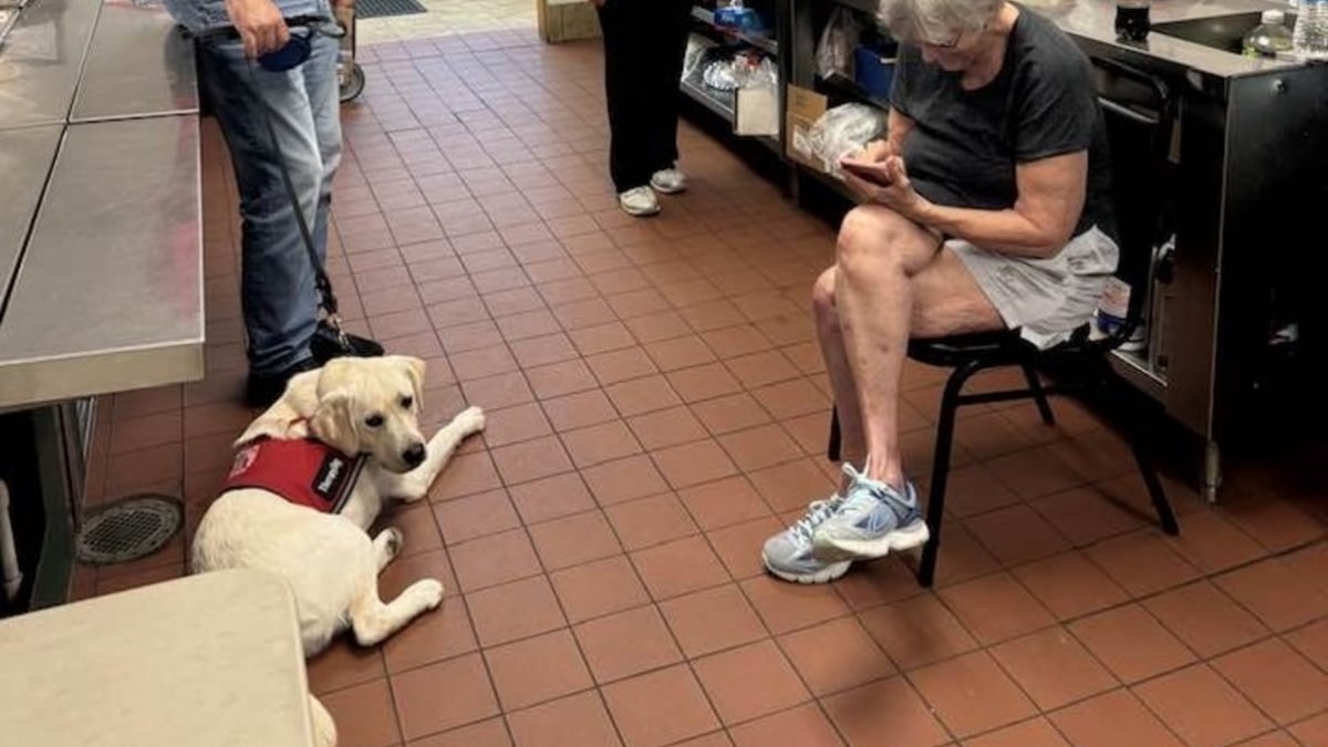 Illustration : "La visite très attendue d'un chien de thérapie au centre pour sans-abris leur redonne le moral et les aide à oublier la canicule"