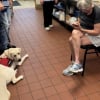 Illustration : La visite très attendue d'un chien de thérapie au centre pour sans-abris leur redonne le moral et les aide à oublier la canicule