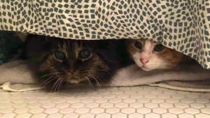 Illustration : 2 chats errants, inséparables depuis leur rencontre, trouvent un nouveau départ ensemble et évitent la séparation